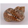 Image 2 : Turbo Petholatus Tapestry Turbo Seashell