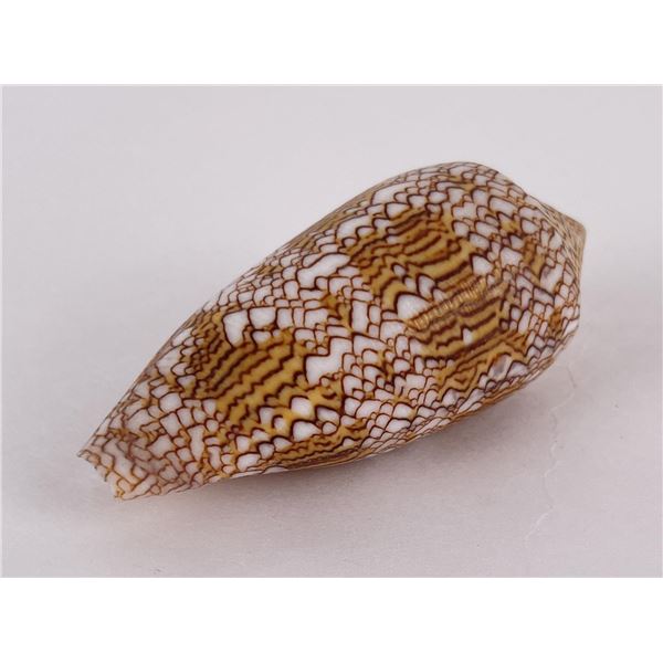 Conus Textile Seashell
