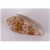 Image 3 : Conus Textile Seashell