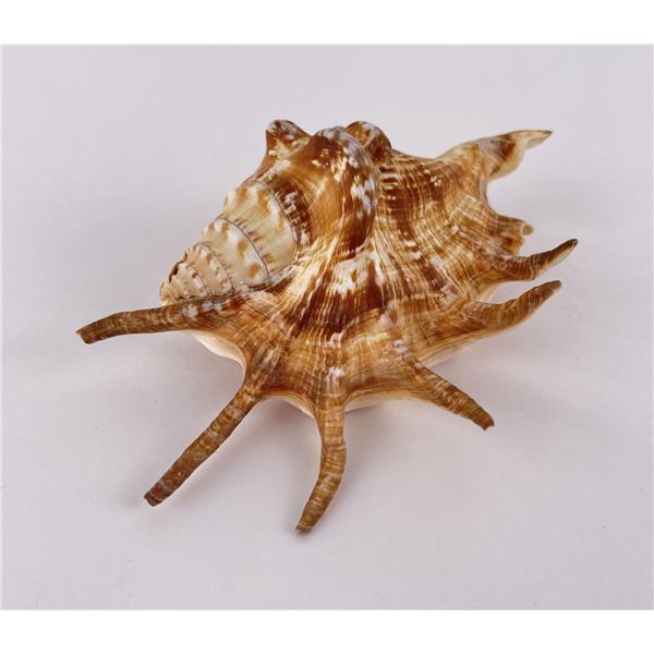Lambis millepeda Seashell