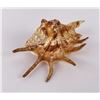 Image 1 : Lambis millepeda Seashell
