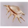 Image 3 : Lambis millepeda Seashell