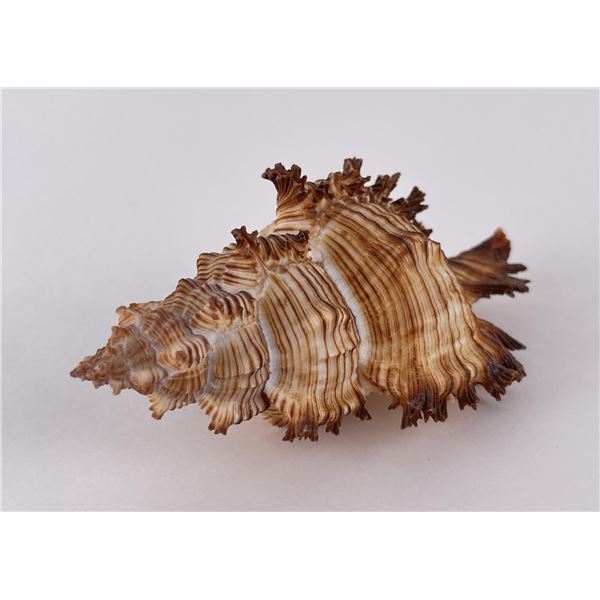 Murex Torrefactus Seashell