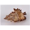 Image 1 : Murex Torrefactus Seashell