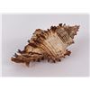 Image 2 : Murex Torrefactus Seashell