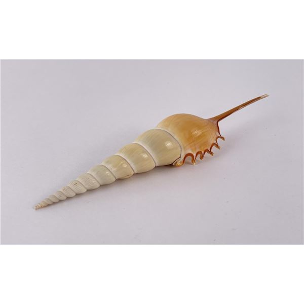 Tibia fusus Shin Bone Seashell