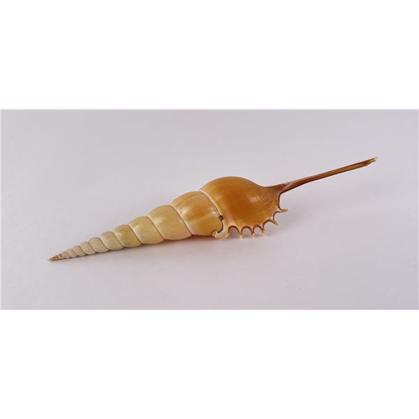 Tibia fusus Shin Bone Seashell