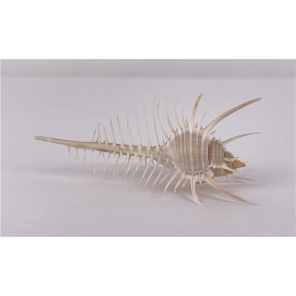Murex pecten Venus Comb Seashell