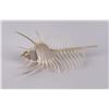 Image 2 : Murex pecten Venus Comb Seashell