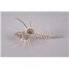 Image 3 : Murex pecten Venus Comb Seashell