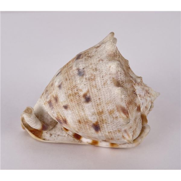Cypraecassis Rufa Bulmouth Conch Seashell