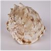 Image 2 : Cypraecassis Rufa Bulmouth Conch Seashell