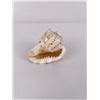Image 3 : Cypraecassis Rufa Bulmouth Conch Seashell