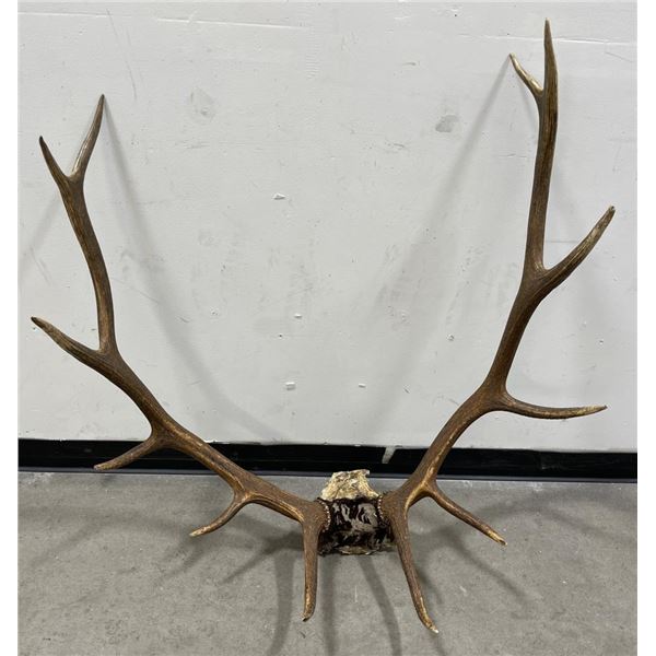 Montana Rocky Mountain Elk Horns Taxidermy