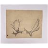 Image 2 : Philip Russell Goodwin Bull Moose Pencil Drawing