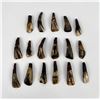 Image 1 : Lot of 17 Fossilized Buffalo Teeth