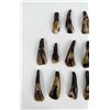 Image 2 : Lot of 17 Fossilized Buffalo Teeth
