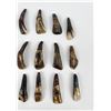 Image 3 : Lot of 17 Fossilized Buffalo Teeth