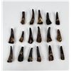 Image 4 : Lot of 17 Fossilized Buffalo Teeth