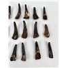 Image 6 : Lot of 17 Fossilized Buffalo Teeth