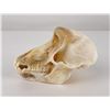 Image 2 : Taxidermy Chacma Baboon Skull