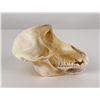 Image 4 : Taxidermy Chacma Baboon Skull