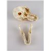 Image 5 : Taxidermy Chacma Baboon Skull