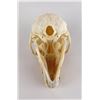 Image 6 : Taxidermy Chacma Baboon Skull