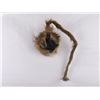 Image 1 : Taxidermy Male Chacma Baboon Ass Mount
