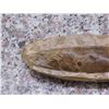 Image 2 : Prehistoric Fossilized Fish in Stone