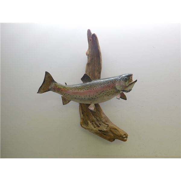 Taxidermy Rainbow Trout on Driftwood Mounted Fish