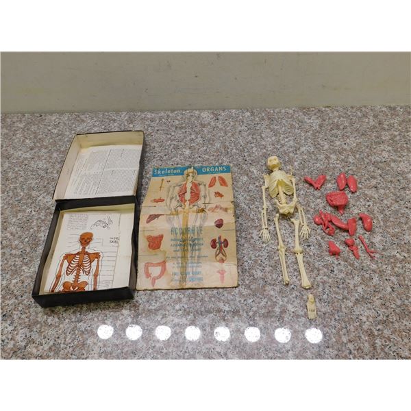 Skeleton Human Body 1/6 Scale Plastic Science Replica Toy Teachers Aid Vintage Story of Function