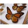Image 2 : Butterfly Specimen Box with 26 Specimens Inside Monarch, Moths, Etc