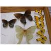 Image 8 : Butterfly Specimen Box with 26 Specimens Inside Monarch, Moths, Etc
