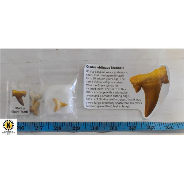 3 GENUINE OTODUS SHARK TOOTH *EXTINCT SHARK* FROM