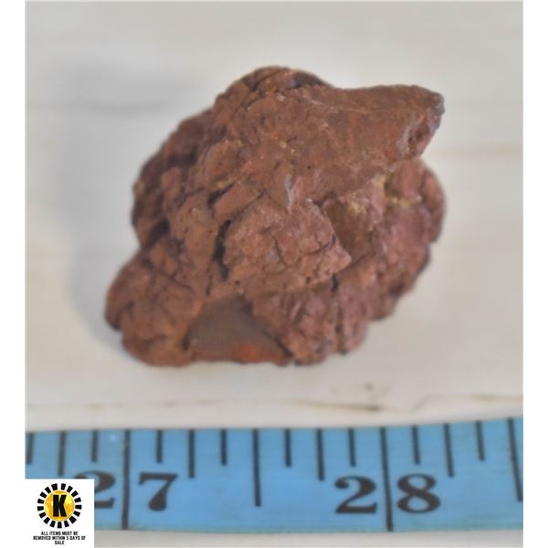 61.3 GRAMS GENUINE COPROLITE FROM