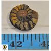 Image 1 : AMMONITE SPECIMEN