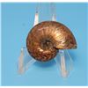 Image 1 : NATURAL AMMONITE FOSSIL