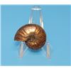 Image 2 : NATURAL AMMONITE FOSSIL