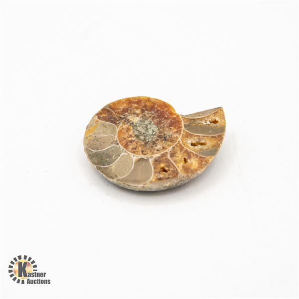 GENUINE AMMONITE CABOCHON SPECIMEN 5.1 GRAMS