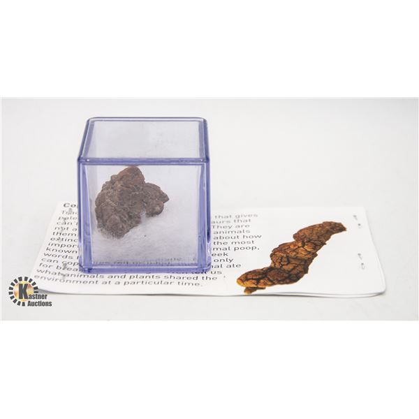 GENUINE COPROLITE 19.8G SPECIMEN IN CLEAR CASE