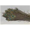 Image 1 : 45 PEACOCK FEATHER BUNCH-ESTATE