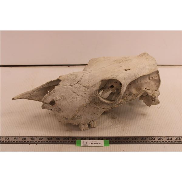 Steer Skull