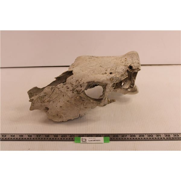 Steer Skull