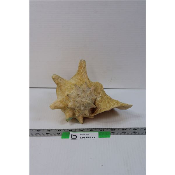 Conch Shell