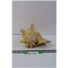 Image 1 : Conch Shell