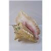 Image 2 : Conch Shell