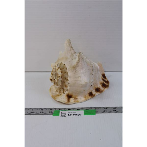 Conch Shell