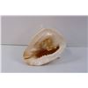 Image 3 : Conch Shell