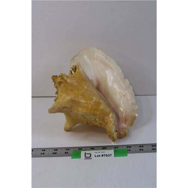 Conch Shell